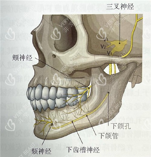 下颌部位展示图