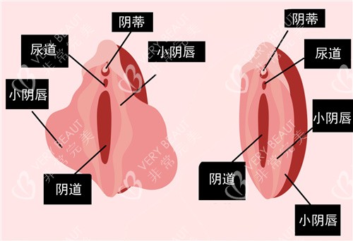 女性私密部位图示