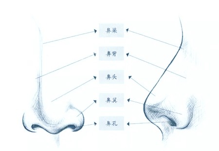 毕节市鼻部整形设计示意图