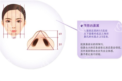 鼻型示意圖