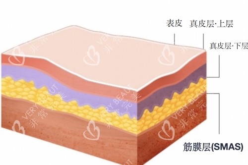 皮肤组织示意图