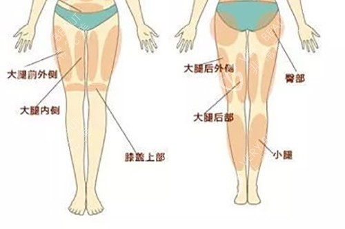 腿部肌肉和脂肪位置分布示意图