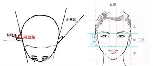 耳朵对面部的影响详细解说图