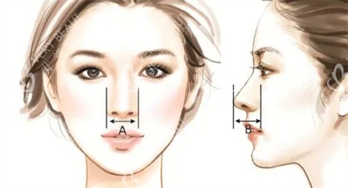 标准鼻型正侧面展示图