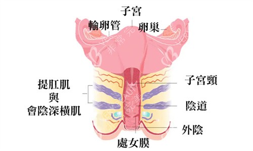女性子宫构造图解