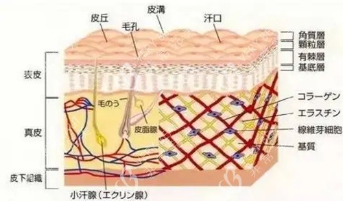 皮肤层面解剖示意图