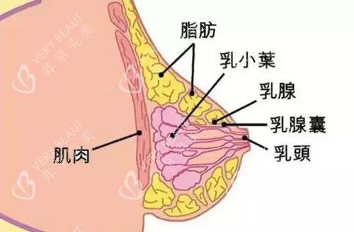 乳房解剖结构卡通示意图