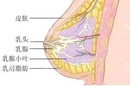乳房内部结构示意图