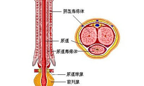 阴茎结构示意图