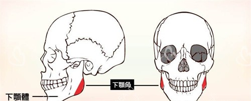 下颌角头骨参考图