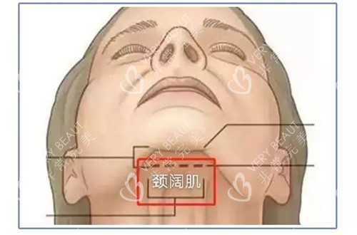 下巴肌肉示意圖