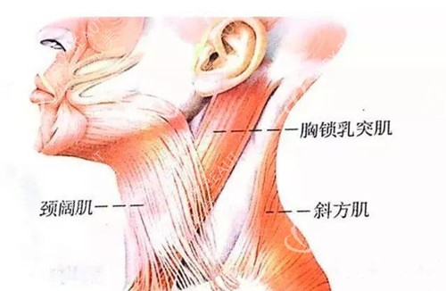 頸部肌肉結構示意圖