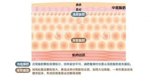 韓國麗迪安整形醫(yī)院吸脂手術(shù)原理