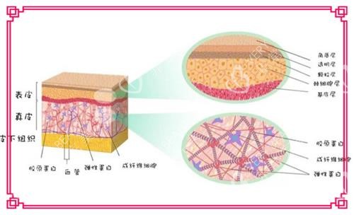 皮肤的结构示意图