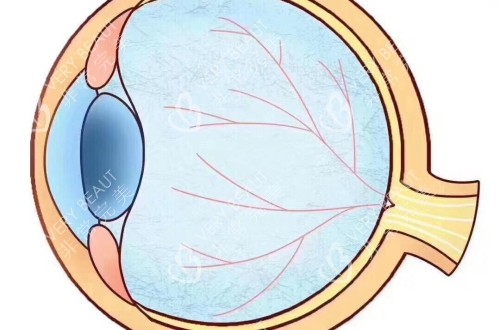 眼球的侧面解剖卡通示意图