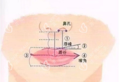 嘴唇的黄金比例卡通示意图