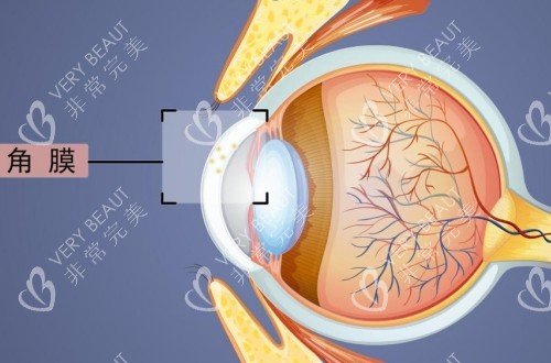 角膜在眼球的具体位置解剖示意图