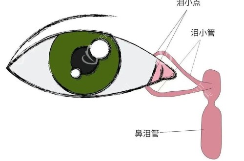 眼睛关于泪道的具体组成示意图