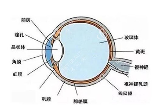 眼睛结构展示卡通图