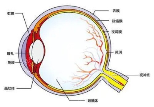 葡萄膜炎的眼睛状况