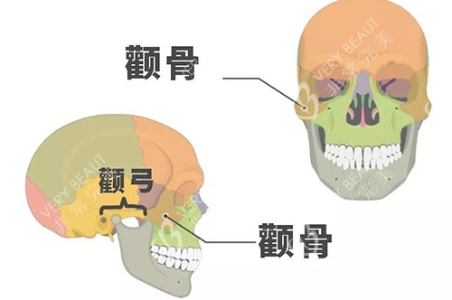 颧弓颧骨位置示意图
