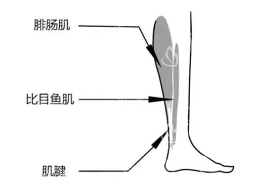 小腿內(nèi)側(cè)肌肉名稱及位置示意圖