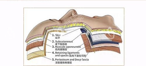 面部组织层次示意图