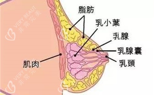胸部组织展示图