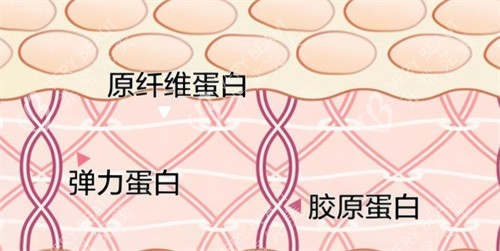 重组三型胶原蛋白
