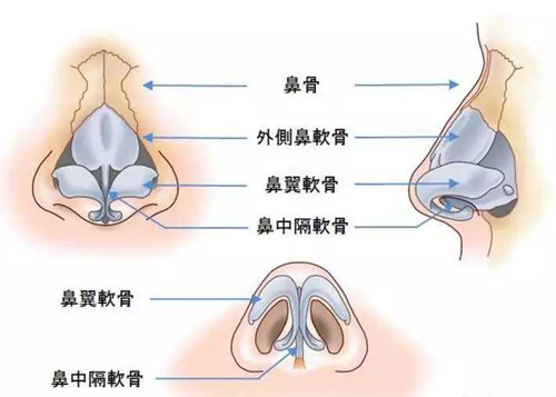 鼻翼软骨部位