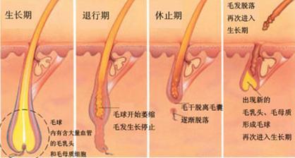 毛发生长过程