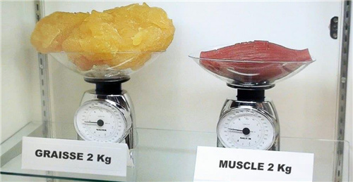 4斤脂肪和4斤肌肉对比图