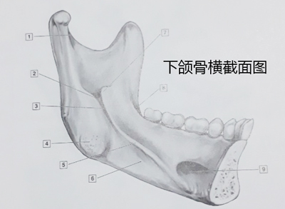 下颌骨横截面结构图
