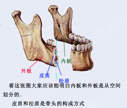 下颌骨结构
