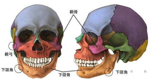 颧骨和下颌角示意图