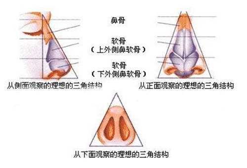 鼻尖位置图片