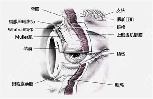 眼袋组织结构图图片
