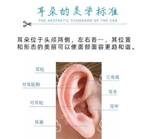 耳朵美学标准