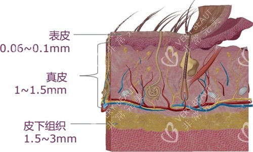 皮下组织分层图