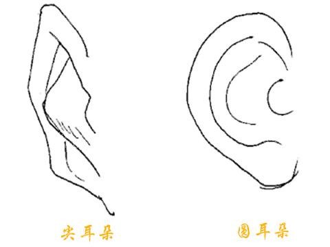尖耳朵和圆耳朵简笔图