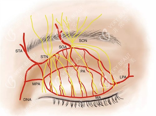 深圳美莱整形美容眼部血管神经图
