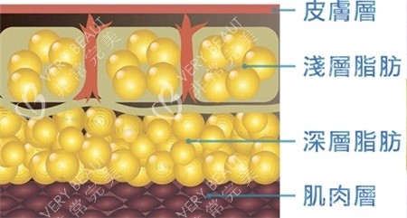 脂肪层示意图