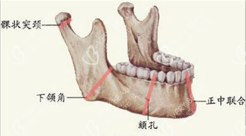 下颌骨结构图