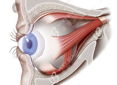 眼部四周肌肉组织解剖图