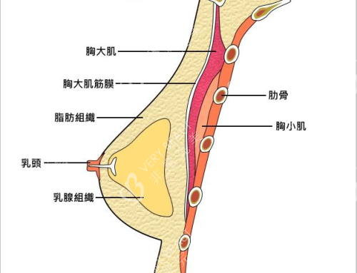 胸部结构图