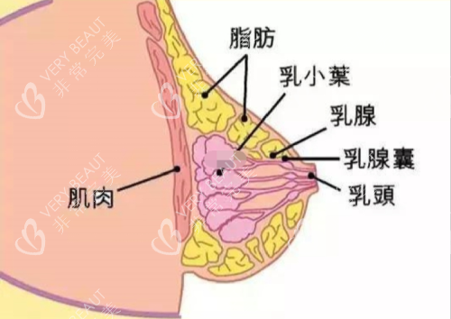 乳房结构图