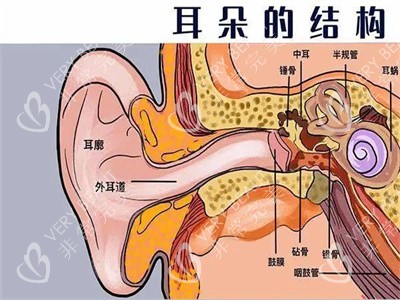 耳部结构侧切示意图