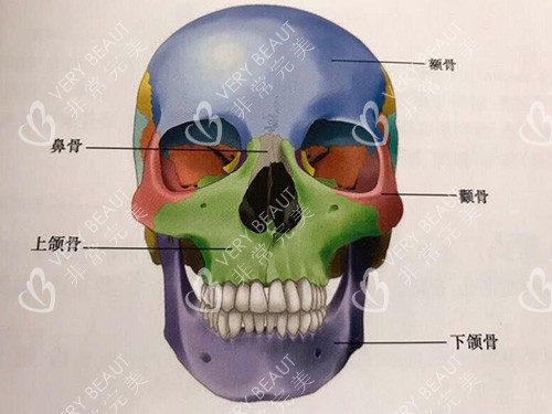 面部骨骼材料展示图