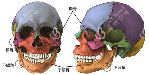 下颌角颧骨模型示意图