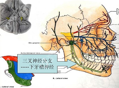 下颌角神经分布图
